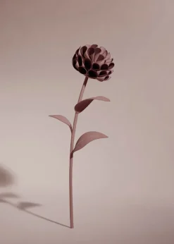 Dalium Flower