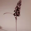 Orki Flower
