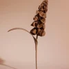 Orki Flower