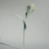 Pili Flower