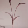 Touka Flower