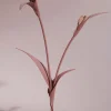 Touka Flower